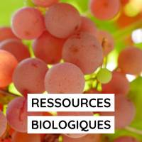 Tableau Ressources biologiques